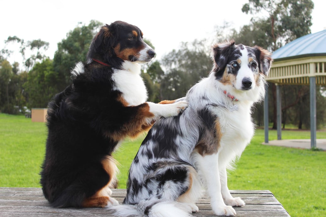 Dog Friend Massage