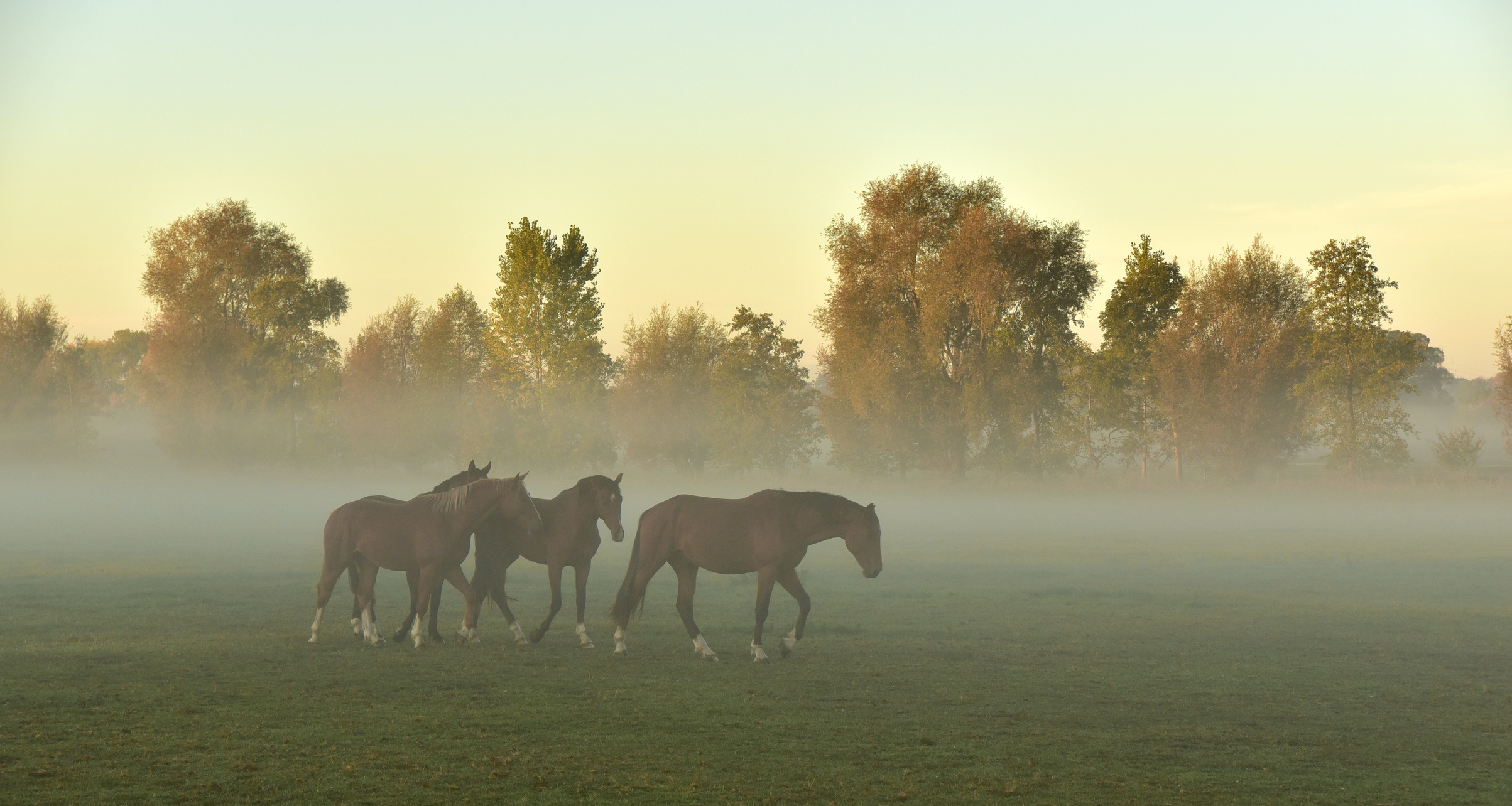 Horses in the Pasture